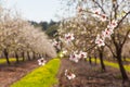 Beautiful almond tree flowers in the spring Royalty Free Stock Photo