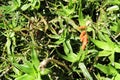 Aloe Ciliaris plants in the garden