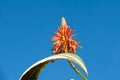 Beautiful aloe flower and green leave on blue sky background Royalty Free Stock Photo
