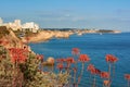 Beautiful aloe flower-heads with Portimao city on the background Royalty Free Stock Photo