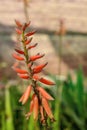 Beautiful Aloe Vera cactus plants and their bright orange blooms line the vibrant coastline Royalty Free Stock Photo