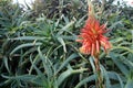 Beautiful Aloe Vera cactus plants Royalty Free Stock Photo