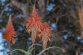 Beautiful Aloe Vera cactus plants and their bright orange blooms line the vibrant coastline Royalty Free Stock Photo