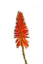 Beautiful Aloe Vera flower Royalty Free Stock Photo