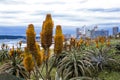 Beautiful Aloes Growing on Dunes of Durban Shoreline