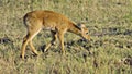 Beautiful alone brown colour deer