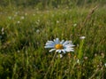 alone chamomile flower close-up Royalty Free Stock Photo