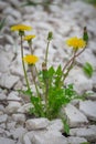 This beautiful alone dandelion flower grow inside stone desert. sprouts Royalty Free Stock Photo