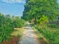 beautiful Alone road|Alone pathway Royalty Free Stock Photo