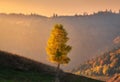 Beautiful alone tree on the hill in mountains at sunset in autumn