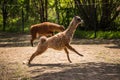 A beautiful alpaca in the farm mini zoo. Royalty Free Stock Photo