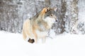 Beautiful alpha male wolf stands in the snow in beautiful winter forest