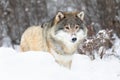 Beautiful alpha male wolf stands in the snow in beautiful winter forest