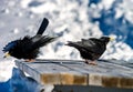 Beautiful alpine chough on white snow bachkgound in high mountains Royalty Free Stock Photo