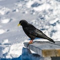 Beautiful alpine chough on white snow bachkgound in high mountains Royalty Free Stock Photo