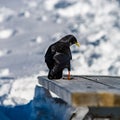 Beautiful alpine chough on white snow bachkgound in high mountains Royalty Free Stock Photo