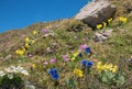 Beautiful alpine flora with blue gentian, pink primrose and auriculas - protected wildflowers