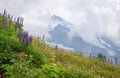 Beautiful alpine flowers with group of iron cap, summit of monch mountain in clouds Royalty Free Stock Photo