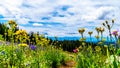 Alpine flowers on top of Tod Mountain near the village of Sun Peaks in British Columbia, Canada Royalty Free Stock Photo