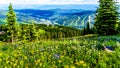 Alpine flowers on top of Tod Mountain near the village of Sun Peaks in British Columbia, Canada Royalty Free Stock Photo