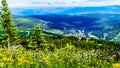 Alpine flowers on top of Tod Mountain near the village of Sun Peaks in British Columbia, Canada Royalty Free Stock Photo