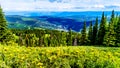 Alpine flowers on top of Tod Mountain near the village of Sun Peaks in British Columbia, Canada Royalty Free Stock Photo