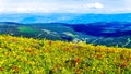 Alpine flowers on top of Tod Mountain near the village of Sun Peaks in British Columbia, Canada Royalty Free Stock Photo