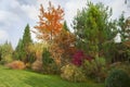 Beautiful alpine hill with trees, shrubs and ornamental grasses in the autumn park. Royalty Free Stock Photo