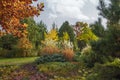 Beautiful alpine hill with trees, shrubs and ornamental grasses in the autumn park. Royalty Free Stock Photo