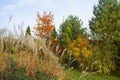 Beautiful alpine hill with trees, shrubs and ornamental grasses in the autumn park. Royalty Free Stock Photo