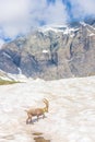 Beautiful Alpine ibex in the snowy mountains of Gran Paradiso National Park, Italy Royalty Free Stock Photo