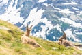 Beautiful Alpine ibex in the snowy mountains of Gran Paradiso National Park of Italy Royalty Free Stock Photo