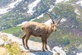 Beautiful Alpine ibex in the snowy mountains of Gran Paradiso National Park of Italy Royalty Free Stock Photo
