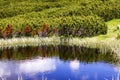 Beautiful alpine landscape with lake Calcescu in Parang mountai Royalty Free Stock Photo