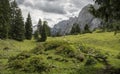 Beautiful alpine landschape with small bushes, grass and pine trees. Mountains in the background. Royalty Free Stock Photo