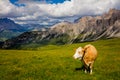 Beautiful Alpine Mountain cows grazing on an alpine pasture Royalty Free Stock Photo