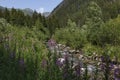 Beautiful alpine mountain landscape at summer. Rackova valley, Western Tatras mountains.  Slovakia Royalty Free Stock Photo