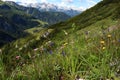 Beautiful Alps mountains view. Blooming meadows and hiking path in sunny summer day. Mount Jenner at the Berchtesgadener