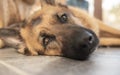 Beautiful Alsatian dog laying down