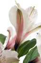 Beautiful alstroemeria flower