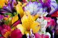 Beautiful alstroemeria flower background. Alstroemeria flower colorful. Peruvian Lily.Close-up