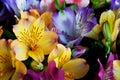 Beautiful alstroemeria flower background. Alstroemeria flower colorful. Peruvian Lily.Close-up Royalty Free Stock Photo