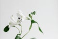 Beautiful alstroemeria flower. Stylish floral wallpaper, peruvian lily white petals and green stem. Spring modern bouquet close up Royalty Free Stock Photo