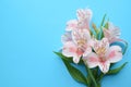 Beautiful Alstroemeria flowers. Royalty Free Stock Photo