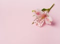 Beautiful Alstroemeria flowers. Pink flower and green leaves on pink background. Peruvian Lily Royalty Free Stock Photo