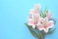 Beautiful Alstroemeria flowers. Pink flowers and green leaves on blue background. Peruvian Lily. Top view with space for text Royalty Free Stock Photo