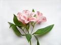 Beautiful Alstroemeria flowers. Pink flowers and green leaves on white background. Peruvian Lily Royalty Free Stock Photo