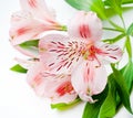 Beautiful Alstroemeria flowers. Pink flowers and green leaves on white background. Peruvian Lily close-up Royalty Free Stock Photo