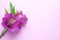 Beautiful Alstroemeria flowers. Pink flowers and green leaves on delicate pink background. Peruvian Lily. Top view with space for Royalty Free Stock Photo