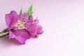 Beautiful Alstroemeria flowers. Pink flowers and green leaves on delicate pink background. Peruvian Lily. Top view with space for Royalty Free Stock Photo